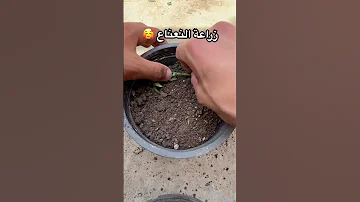 طريقة مبتكره لزراعة النعناع في المنزل بسهوله زراعة Plant اكسبلور Gardening زراعة النعناع 