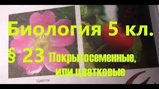 § 23 Покрытосеменные, или Цветковые - Биология 5 кл. Пасечник § 23 Покрытосеменные, или Цветковые - Биология 5 кл. Пасечник