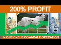 Your Profit in Cow-Calf Operation | A Very Helpful Guide Raising Heifer for Breeding | Tagalog