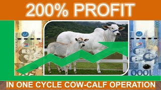 Your Profit in Cow-Calf Operation | A Very Helpful Guide Raising Heifer for Breeding | Tagalog