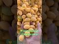 البلح البرحي الفريش من انتاج مزارع الواحة نخل مصر Farming Fruit Egypt Palm 
