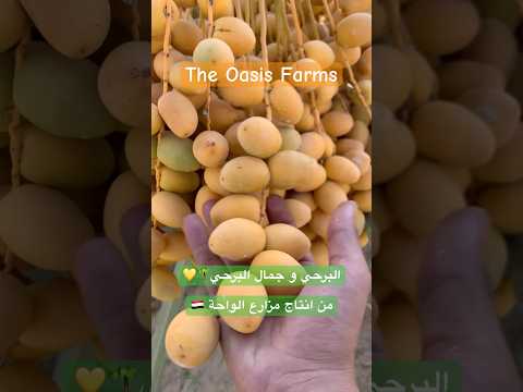 البلح البرحي الفريش من انتاج مزارع الواحة نخل مصر    