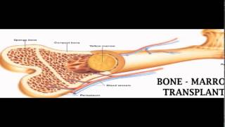 Bone Marrow Transplant Coordinator screenshot 3