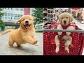 Baby Dogs 🔴 Cute and Funny Dog Videos Compilation #11 | 30 Minutes of Funny Puppy Videos 2023