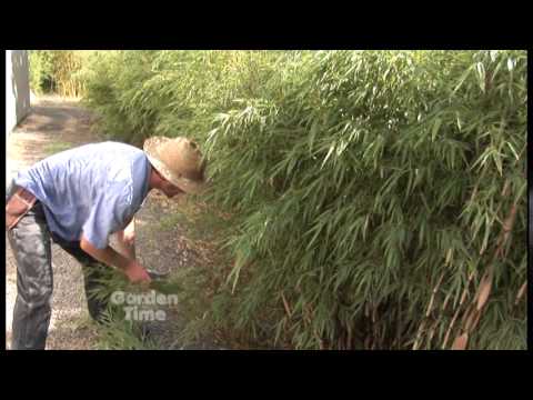 Bamboo