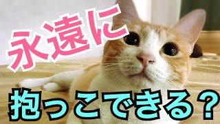 【検証】飼い主になついてる猫は永遠に抱っこしていられる説