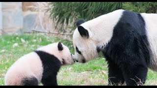 Bao Bao panda cub to be separated from mother at National Zoo