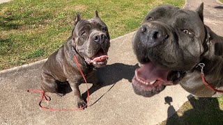 14 Mos Old Cane Corso Becomes Aggressive To Child During Training | Kamau by The Dog Messiah 2,481 views 2 months ago 12 minutes, 9 seconds