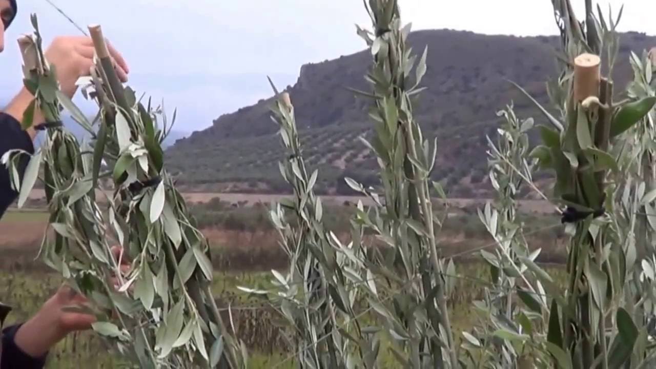 Visgo_Birdlime_Glue_Carduelis carduelis_European Goldfinch_Chardonneret_jilguero europeo