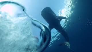 Oris: PART 4 Whale Shark Conservation - with Gerardo del Villar (2021)