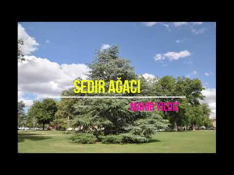 Video: Ladin ağaçları iğne düşürür mü?