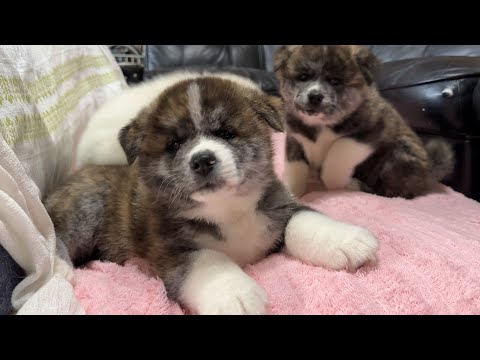 高橋さんちの秋田犬#6 なかよし3きょうだい