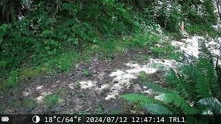 Chipmunk Defends Feeding Area From Bird Intruder – Trail Cam 1 battle