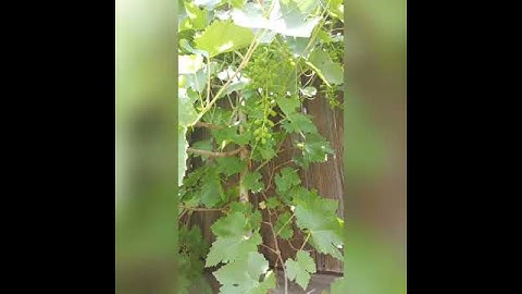 Process making trellis for The Grapes