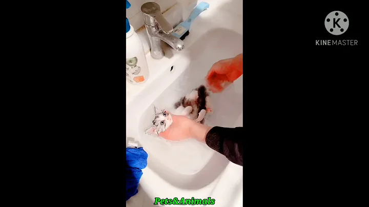 Video 5261641: cute kitten bath, best bath