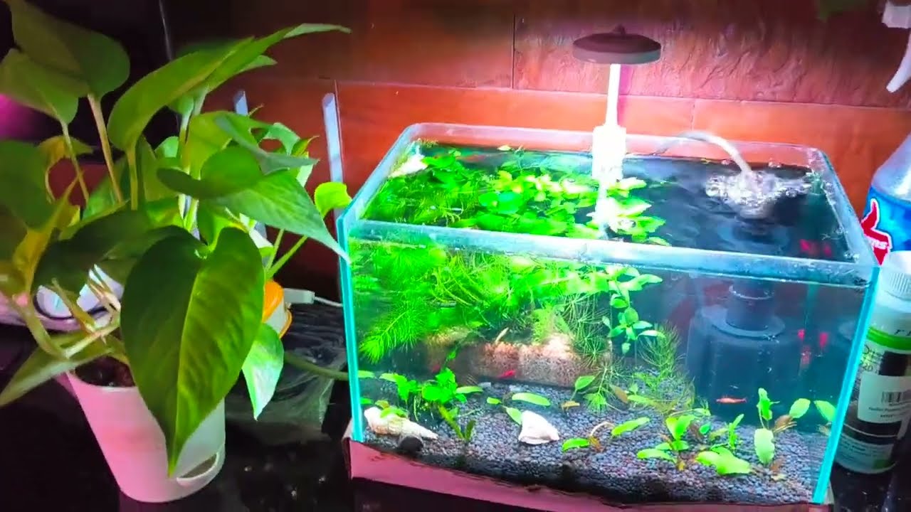 Best Shrimp Food / Best Shrimp Tank Setup 