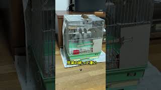 スズメ兄弟の絆が分かる動画　#かわいい# 癒し#雀