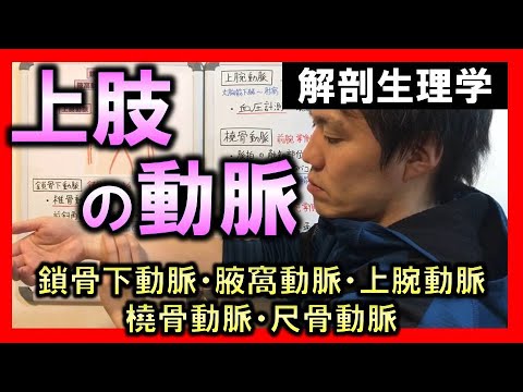 【基礎から勉強・解剖生理学】上肢の動脈（鎖骨下動脈・腋窩動脈・上腕動脈・橈骨動脈・尺骨動脈）【理学療法士・作業療法士】