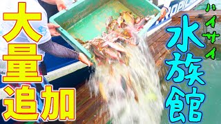 最強船長の船で爆釣した魚を『水族館に大量放流』
