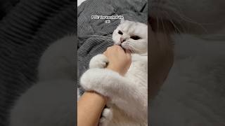 CHENZO ATTACK MODE #cat #catvideos #cute #funny #shorts #viral #trending #pets #canada #usa