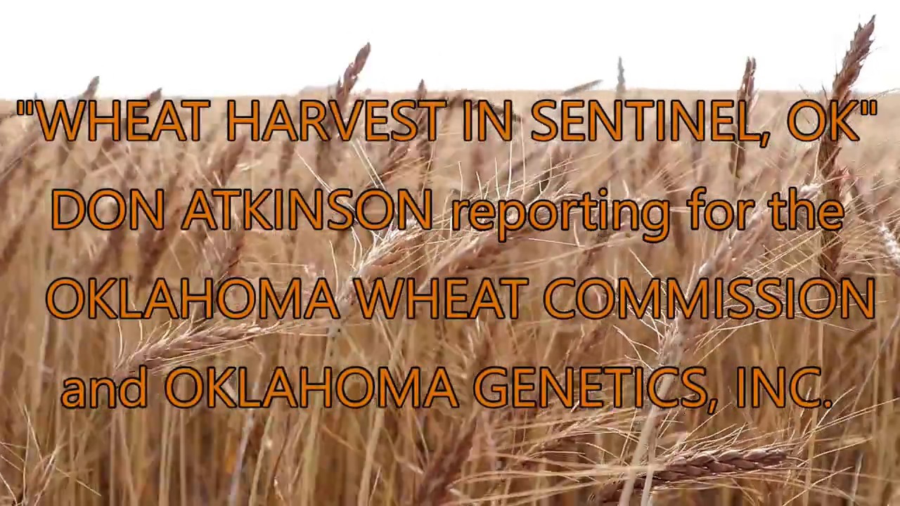 Wheat Harvest In Sentinel, Oklahoma