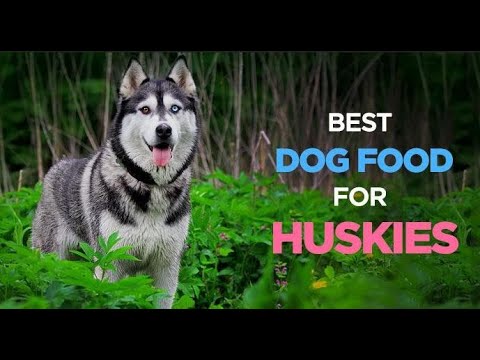 Best Rated Puppy food for large breeds Review - YouTube