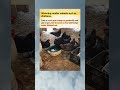 Winter Chicken Hack That Actually Works