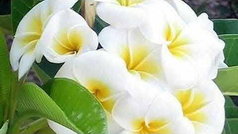 القارئ رعد الكردي. سورة فاطر