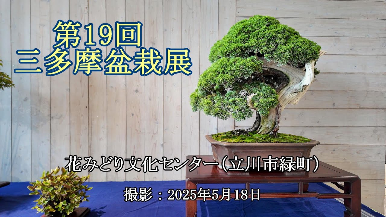 第19回 三多摩盆栽展 [4K] The 19th Santama Bonsai Exhibition