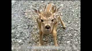 Baby Deer Seeks Help From Human To Help His Mother❤#viralvideo #viral