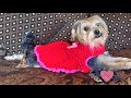 vestido para perras /valentine dress for dog heart dress crochet