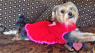 para /valentine dress for dog heart dress -