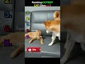 Ranking CUTE Cat CLIPS Pt 6 #CuteCats #CatVideos #CatShorts #CutenessOverload #ViralCats