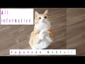 Japanese Bobtail. Pros and Cons, Price, How to choose, Facts, Care, History