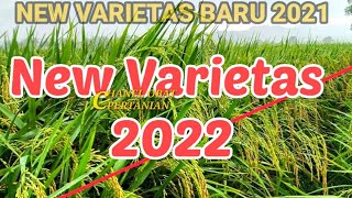 New Varietas Unggul TANAMAN Padi 2022 || cara menanam padi