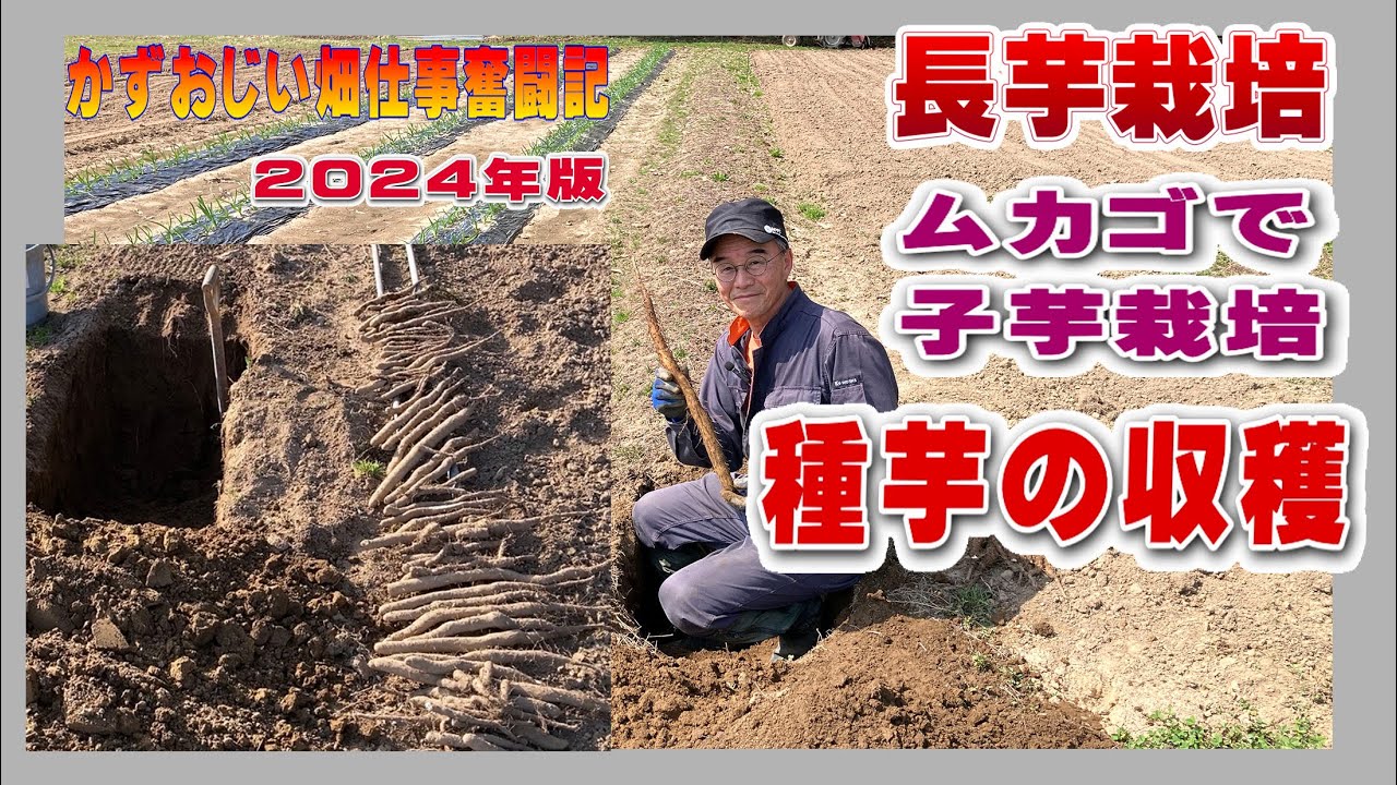 Harvesting Seed Tubers for Spring Planting: 2024 Edition - Nagaimo