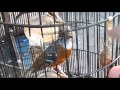 Burung Anis Cendana Kicau Makyos Burung Berkicau Mania Omkicau(.mp3 .mp4) Mp3 - Mp4 Download