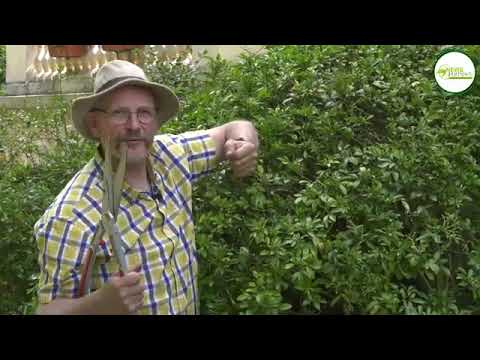 Vidéo YouTube