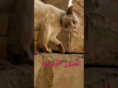 سبحان الله رغم البرد لكن الابداع الالهي موجود اجمل لقطط برد الشتاء سبحان الله قطط