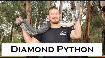 Australian Diamond Python (Morelia spilota) - Diamond Python in Australia