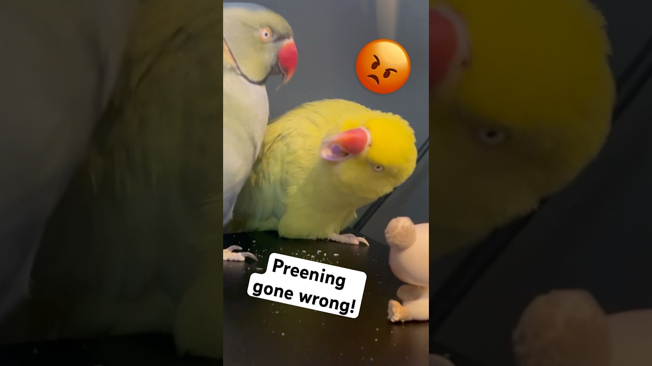 Preening gone wrong! 😄 