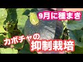 ８月に種まき１１月に収穫！カボチャの抑制栽培　栽培記録