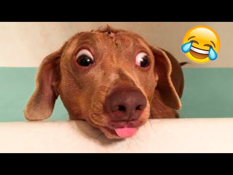 These Cats And Dogs Will Make You Laugh