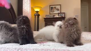 Kitten Party by Adorable Stars Kittens 1,529 views 3 years ago 51 seconds