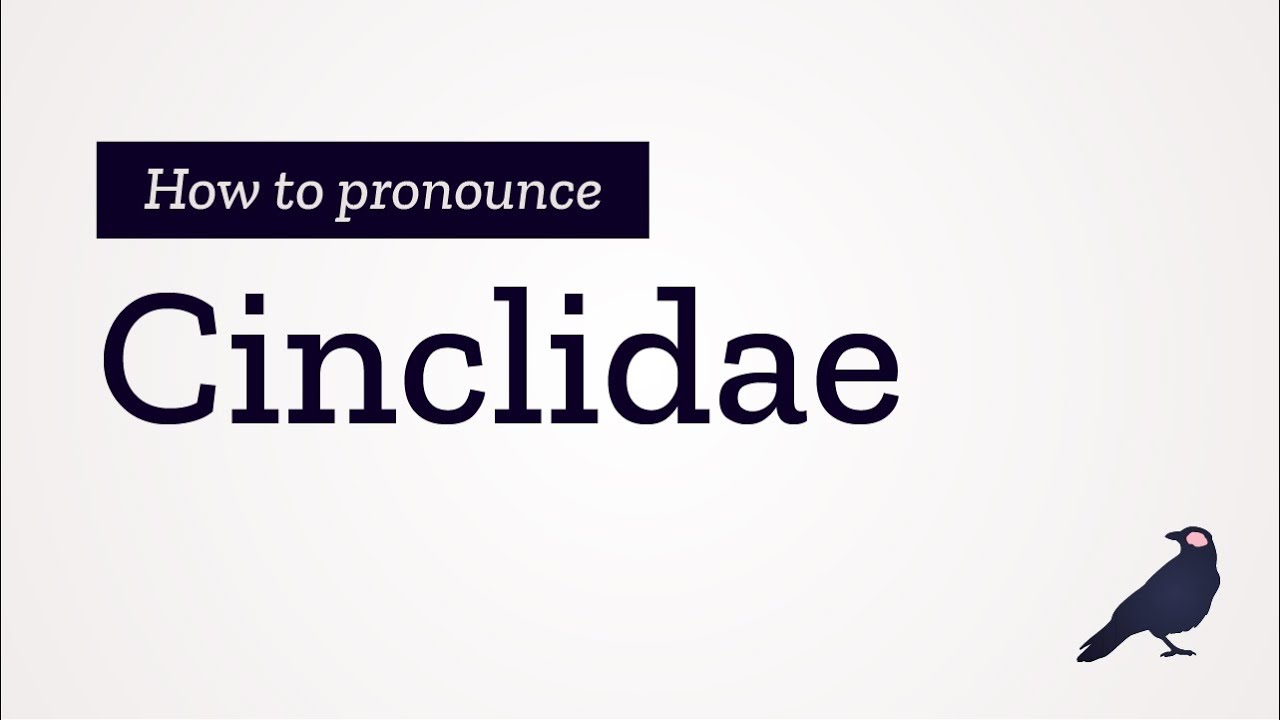 How to Pronounce Cinclidae
