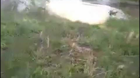 exploding target in pond