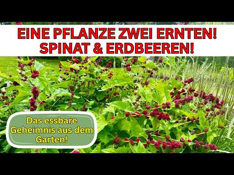 Erdbeerspinat: Die vergessene Superpflanze | Naturheilkunde, alte Gemüsesorten & gesunde Ernährung