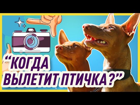 ФОТОСЕССИЯ С СОБАКОЙ В ПАРКЕ | Как получить красивые фотографии собаки? (личный опыт)