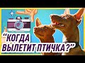 ФОТОСЕССИЯ С СОБАКОЙ В ПАРКЕ | Как получить красивые фотографии собаки? (личный опыт)