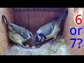 Gambar cover 11th May 2021 - Seven Chicks? - Blue tit nest box live camera highlights
